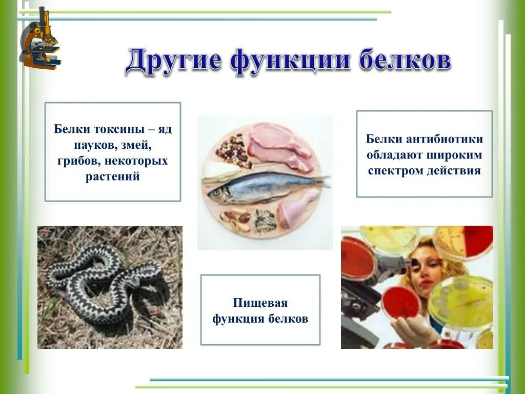 Токсическая функция белка. Белок токсичен. Токсическая функция белка. Белки токсины функции. Токсическое действие тяжелых металлов.