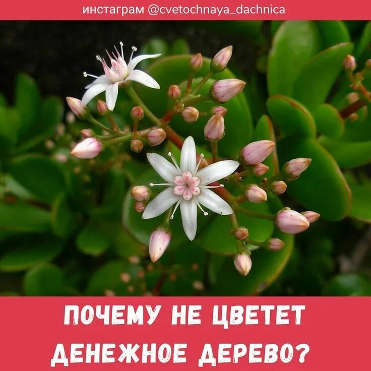 Денежное дерево интересные факты Jade plants, Jade plant care, Planting flowers