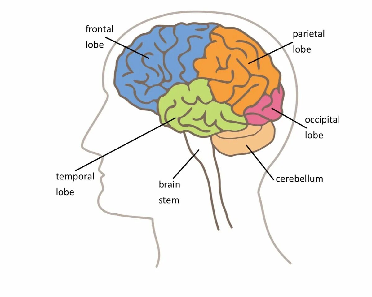 Brain examples. Human brain parts. brain worksheet. lobes of the brain. brain parts and functions.