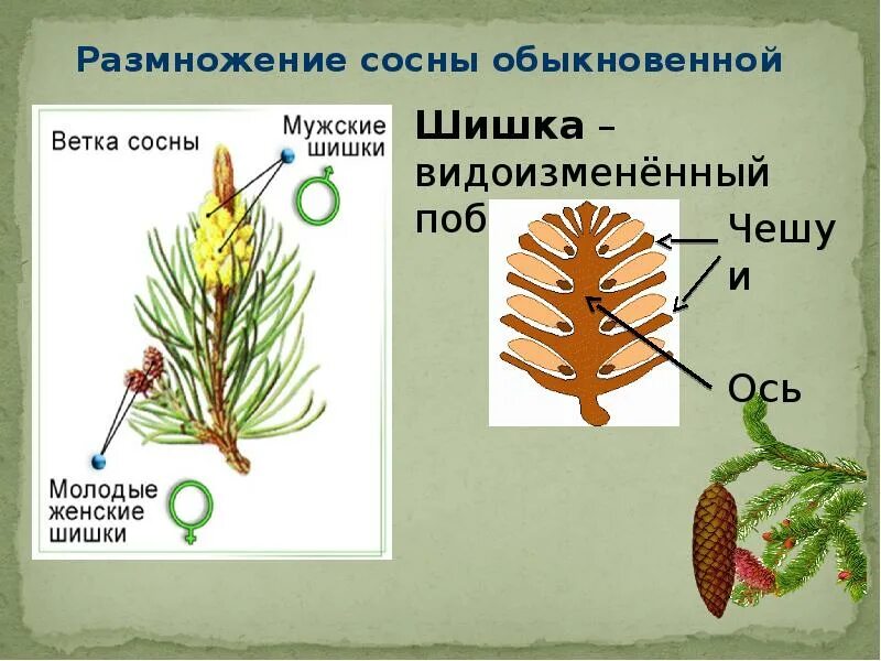 Органа хвойного. Строение шишки голосеменных растений. Шишки голосеменных сосны. Строение шишек голосеменных растений. Отдел Голосеменные строение шишки.