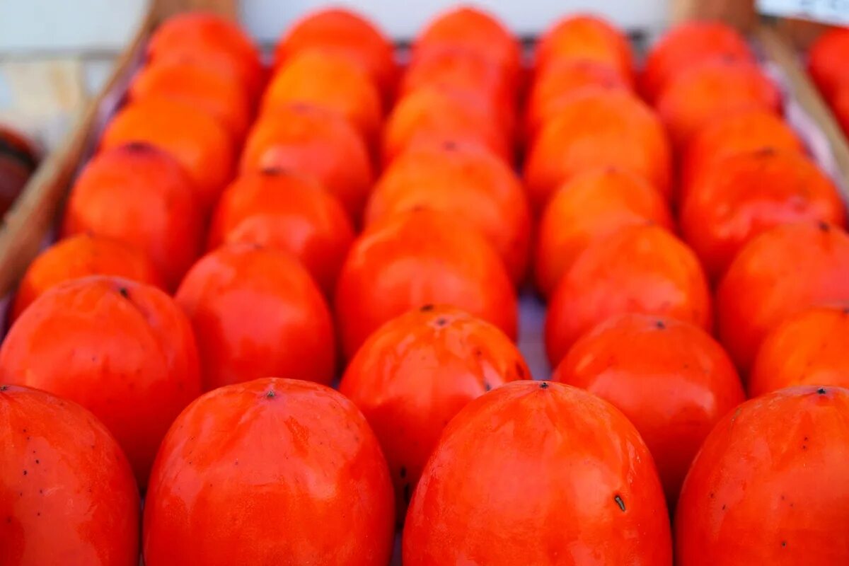 хурма янтарная гигант. хурма королек. хурма сорт королек. саженцы хурмы королек. сорт хурмы королек шоколадный.