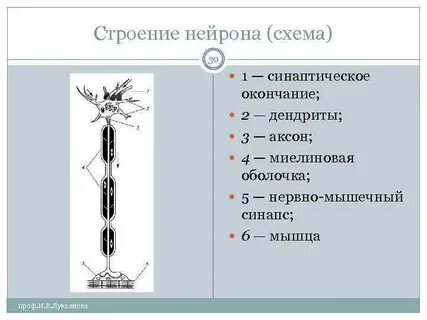 Строение м