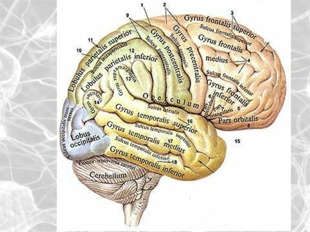 Извилины мозга центры. Борозды и извилины головного мозга анатомия. Борозды и извилины коры больших полушарий. Борозды конечного мозга анатомия.