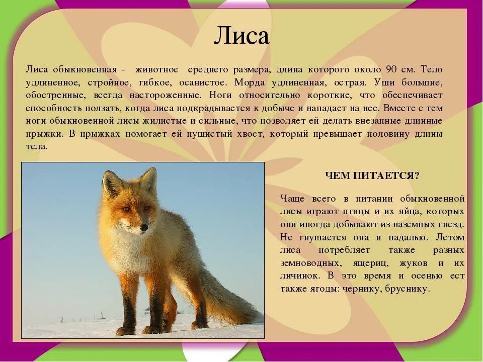 Лиса рассказ 2 класс. Характеристика лисы. Описание животного лисы. Доклад о лисах. Лиса краткое описание.