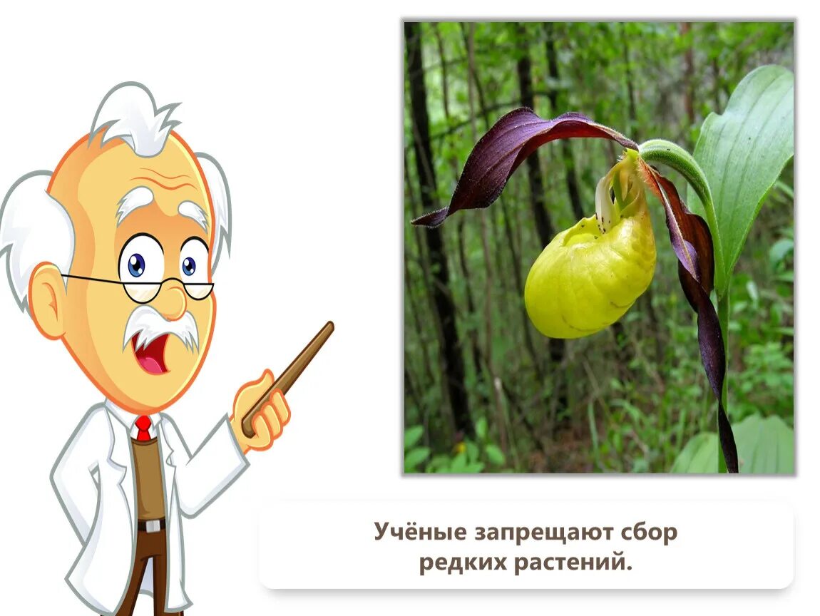 какой цветок запретили. выращивание запрещённых раст. ядовитые растения урала. домашние растения названия. растение которое запретили выращивать.