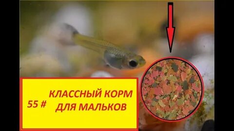 Чем кормить гуппи
