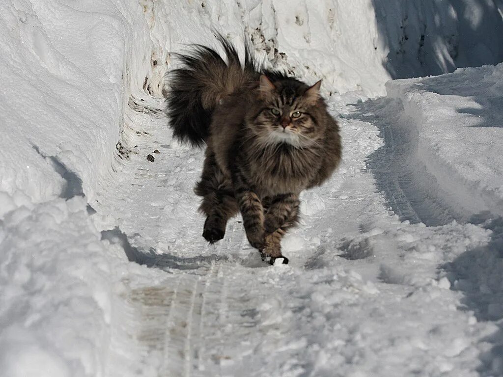 Ведь жизнь бежит что снег. Кот бежит снег. Пушистый кот в снегу. Кот несется по снегу. Кот в сугробе.