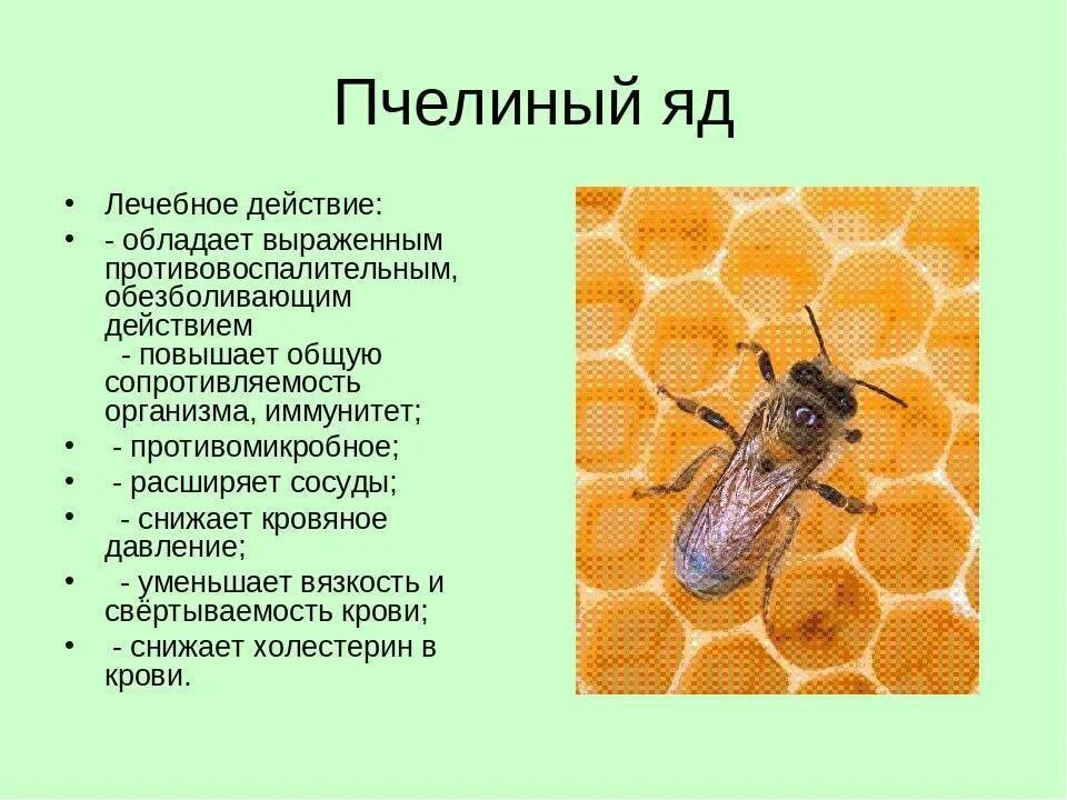 Как пчелы объясняют