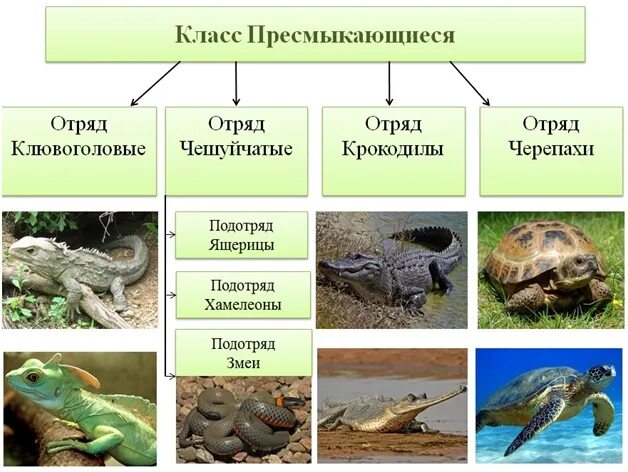 Приведите по три примера животных пресмыкающиеся. Классификация отряда пресмыкающиеся. Отряды пресмыкающихся или рептилий. Отряды и представители классы пресмыкающихся. Рептилии систематика и представители.