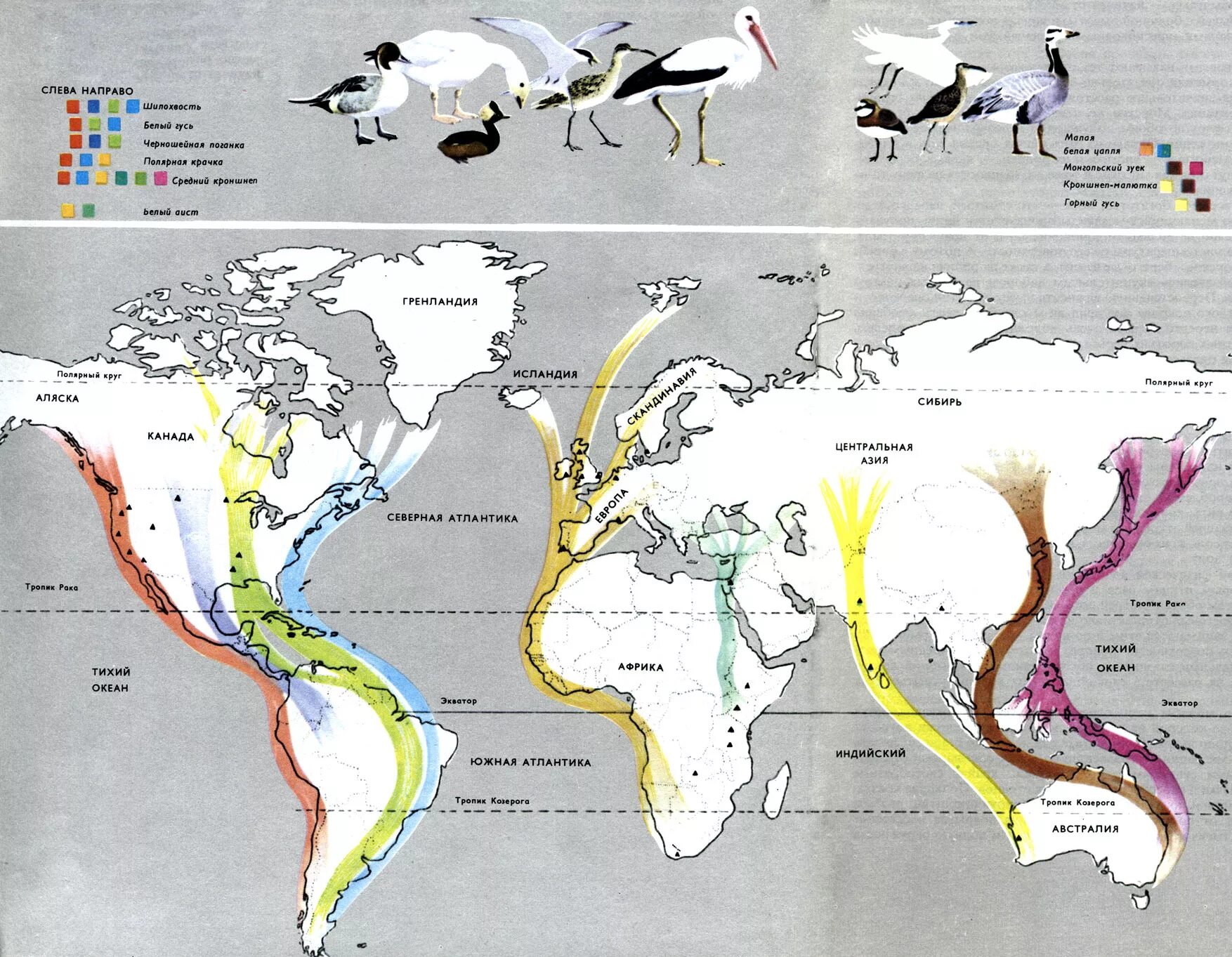 Карта bird. Маршруты миграции птиц России. Маршруты миграции перелетных птиц. Карта миграции перелетных птиц. Пути миграции птиц карта России.