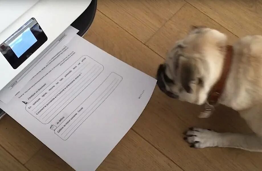 Моя собака съела домашнюю работу. Мое домашнее задание съела собака. «Собака съела мою домашнюю работу cthbfk. Видео как собаки трепят бумагу.