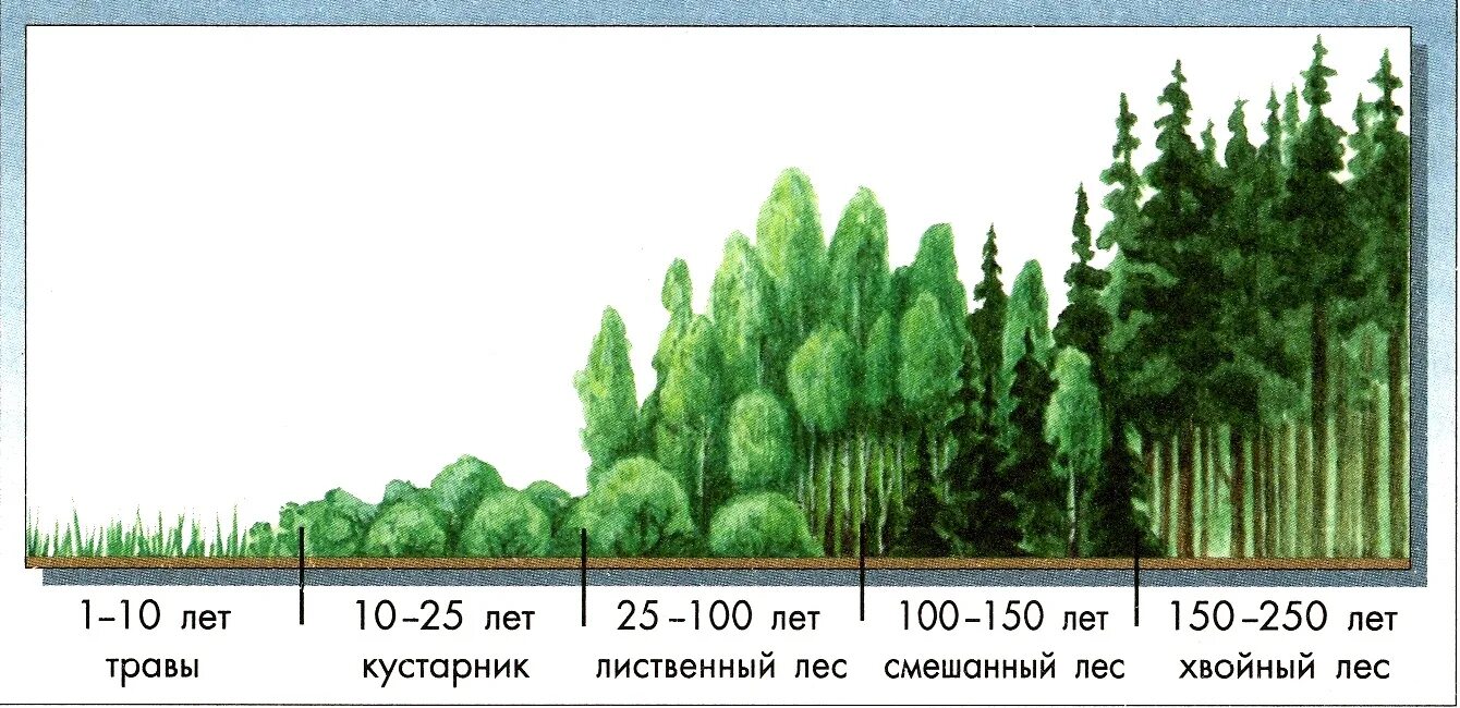 Изм лес. Сукцессия смешанного леса. Экологическая сукцессия первичная сукцессия вторичная сукцессия. Развитие экосистем: сукцессии, этапы сукцессии.. Вторичная сукцессия елового леса.