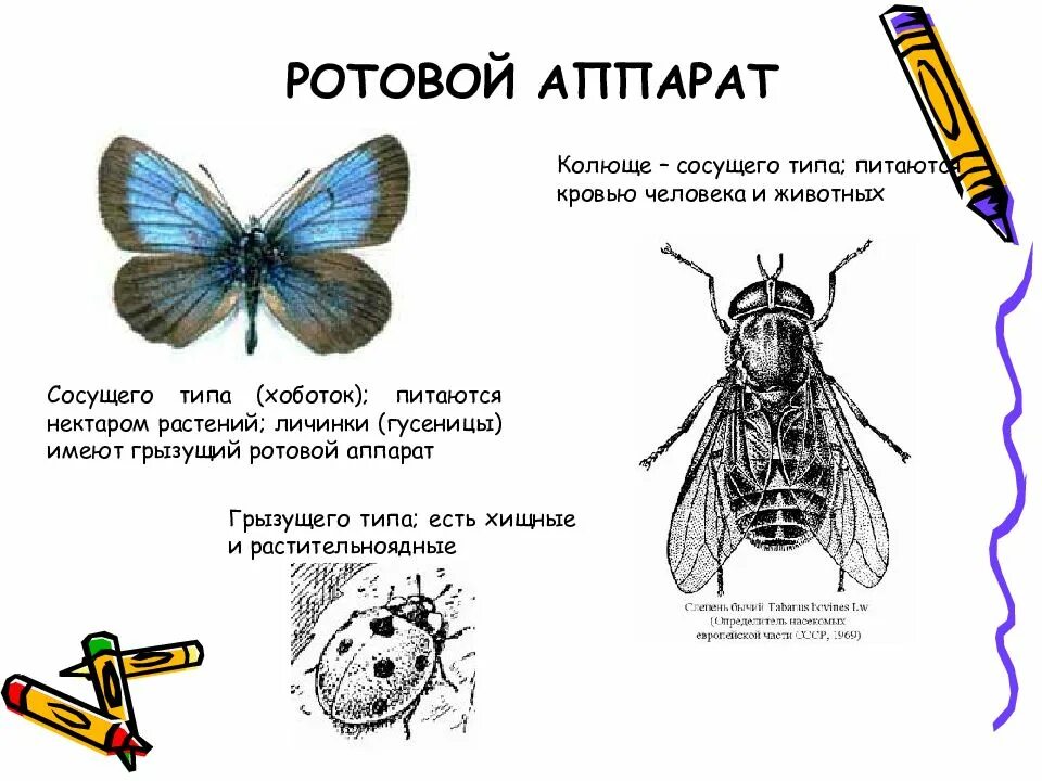 Выберите животных с ротовым аппаратом подобного типа