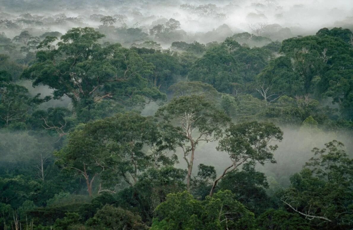 Тропические леса Борнео. Дождевые леса восточного побережья Австралии. Экваториальный дождевой лес острова Борнео. Влажные тропические леса Борнео. Amazon borneo congo