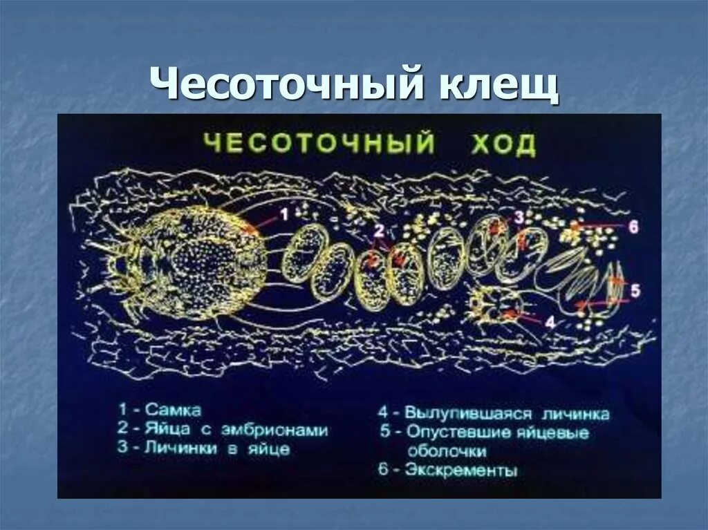 Цикл развития чесоточного клеща схема. Стадии жизненного цикла чесоточного зудня. Чесоточный зудень жизненный цикл схема. Период жизненного цикла чесоточного клеща схема. Цикл развития чесоточного клеща