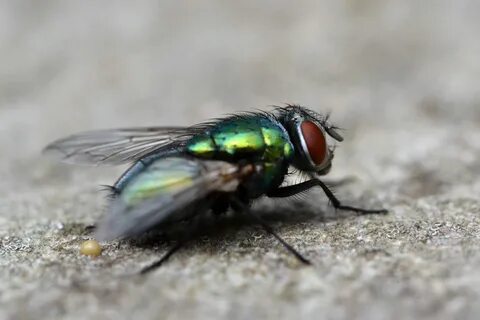 Green but
