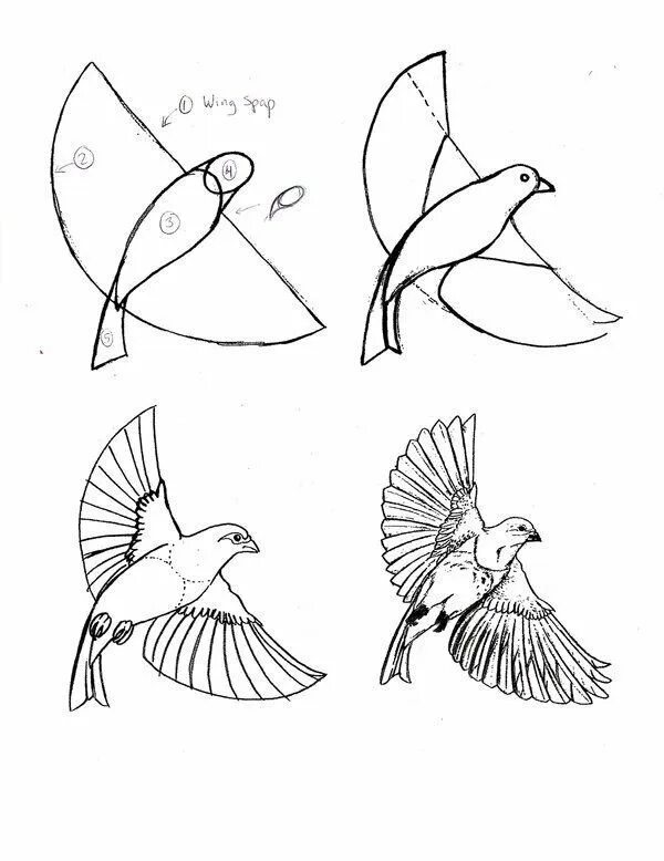 Рисунок птиц карандашом легкие. Рисование птиц. Птица рисунок. Птичка зарисовка. Поэтапное рисование птиц.