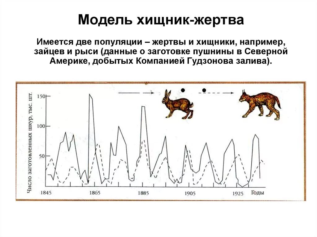 Популяционная модель хищник жертва. Модель хищник жертва график. Хищник жертва схема. График популяций хищник жертва.