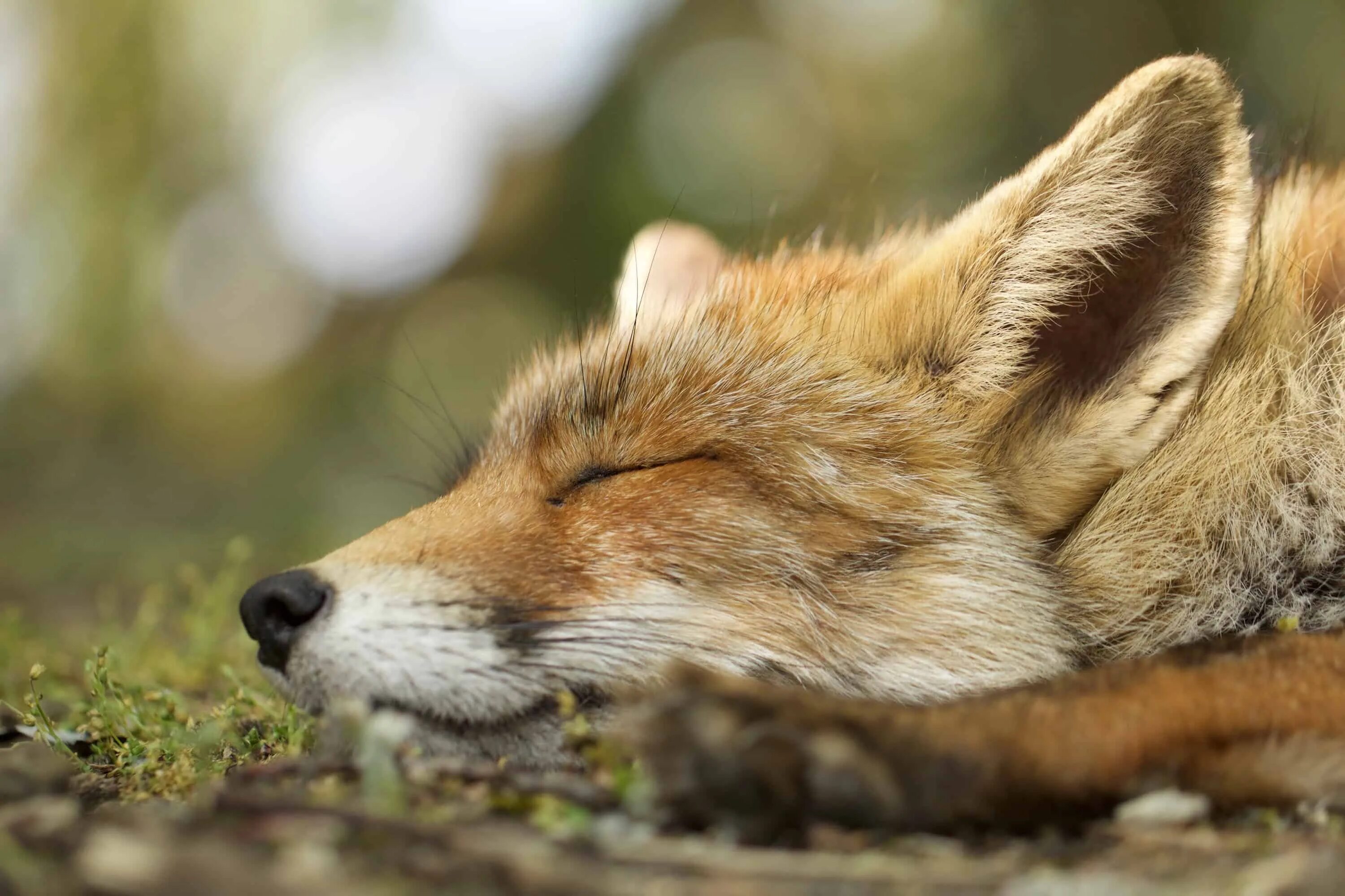 Лиса. Фото Лис. Спящие лисы.