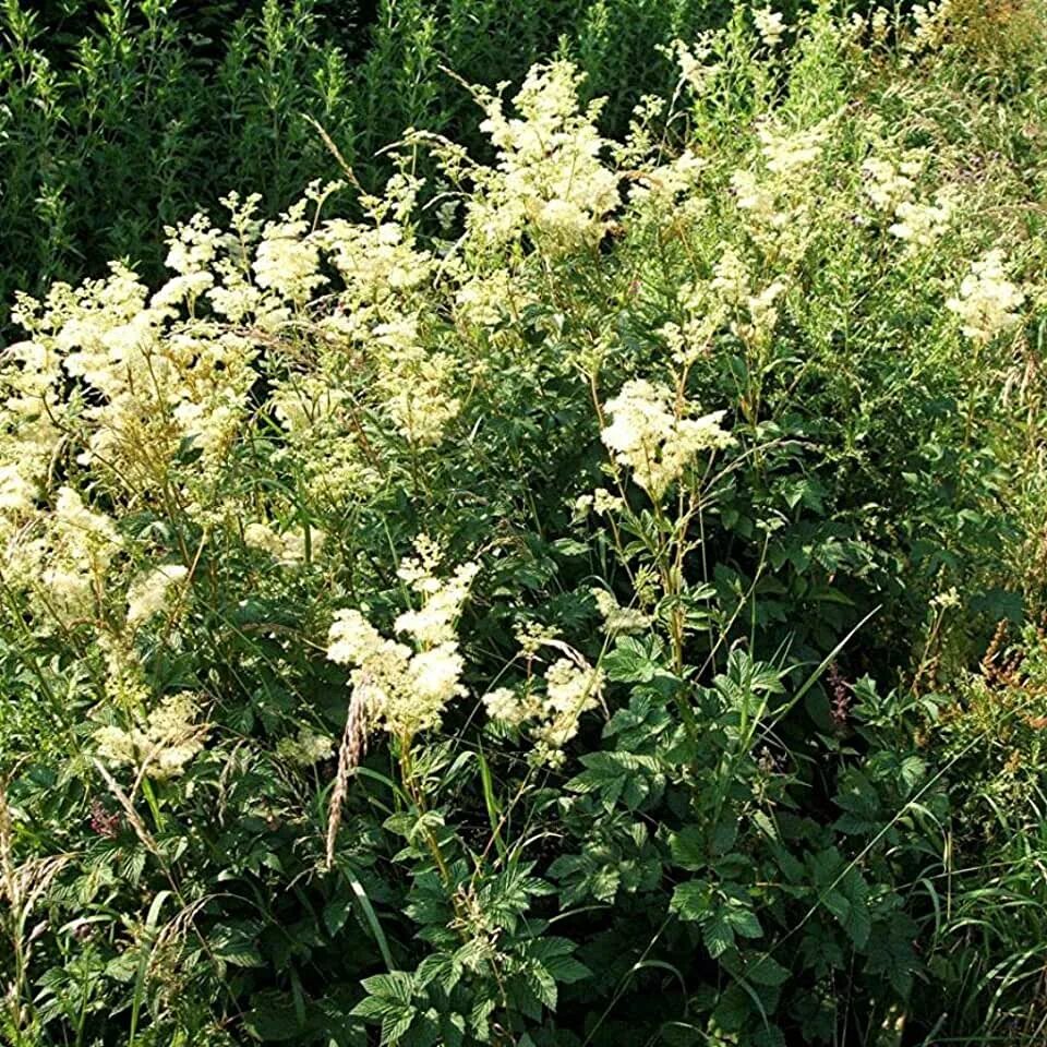 Лабазник вязолистный. Таволга вязолистная. Filipendula Ulmaria. Лабазник вариегатный.