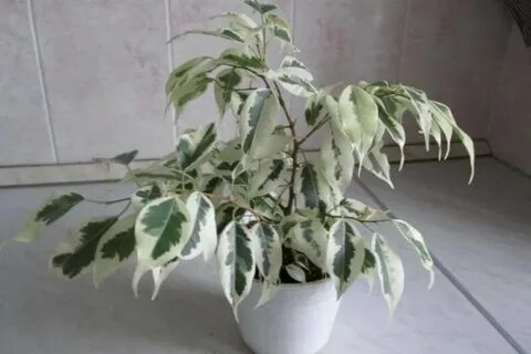 Фикус альбомаргината