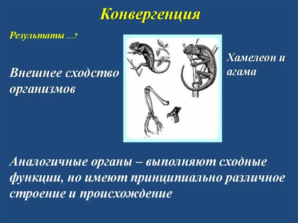 Результат конвергенции. Конвергенция аналогичные органы. Конвергенция это в биологии. Конвергенция в эволюции.