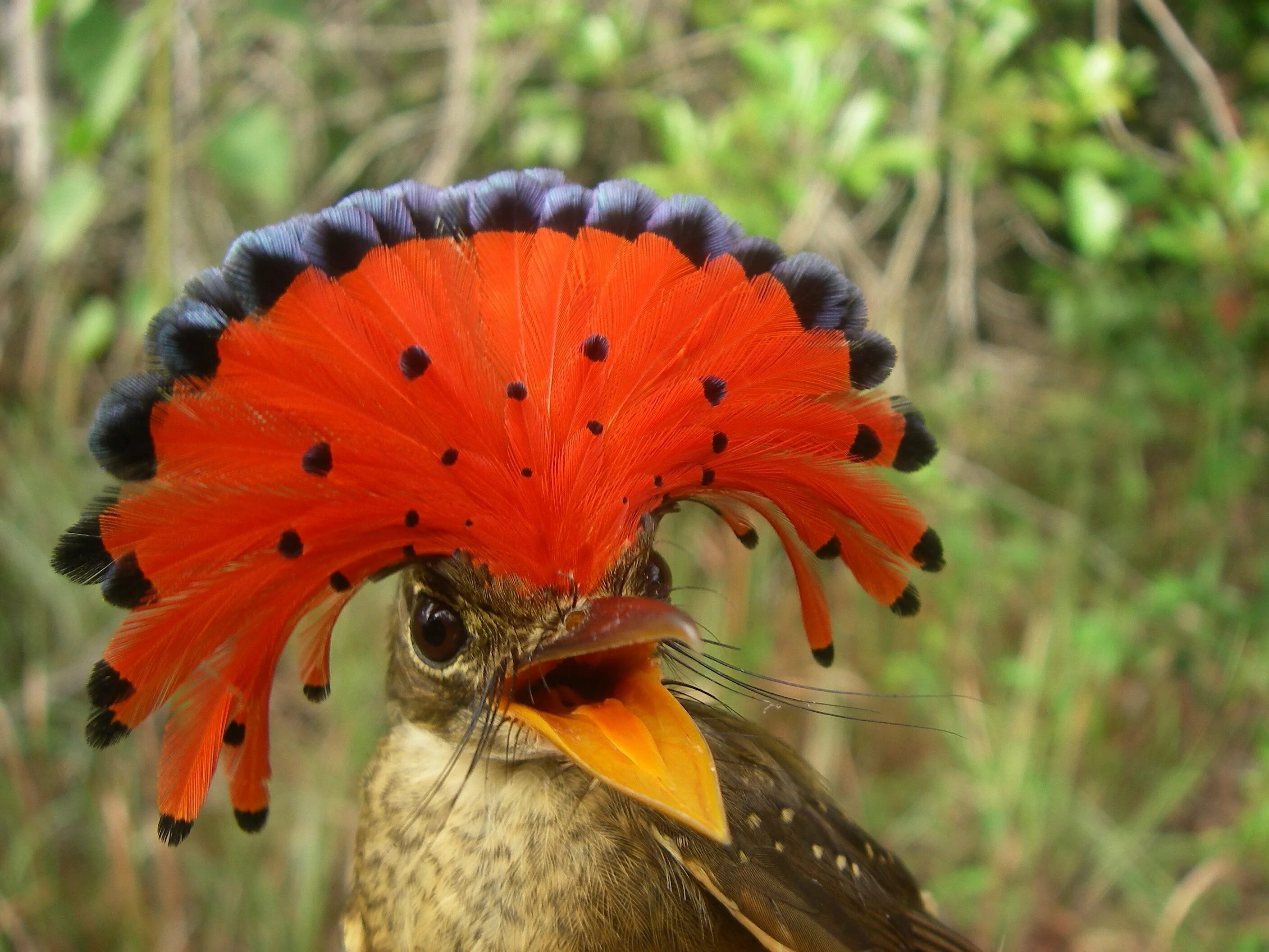 Появление яркого оперения у самца индийского. Королевский венценосный мухоед. Амазонский венценосный мухоед. Амазонский Королевский мухоед. Птичка амазонский мухоед.
