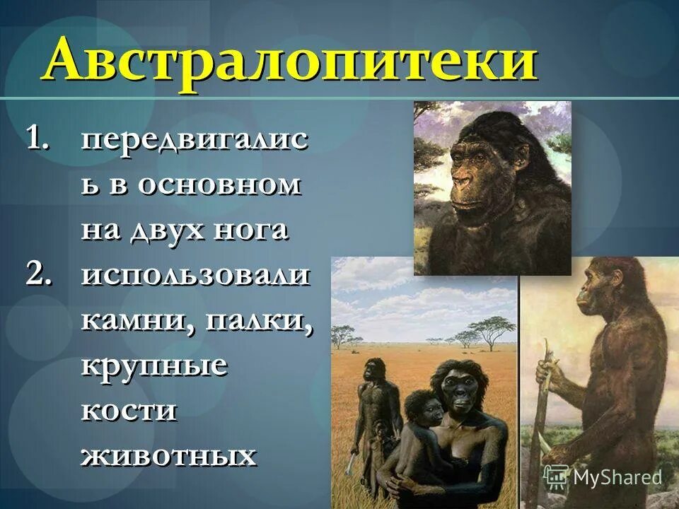 Почему одного из предков назвали человеком умелым. Дриопитек австралопитек. Австралопитек человек умелый человек прямоходящий человек разумный. Прямоходящие приматы австралопитеки. Австралопитек Эволюция.