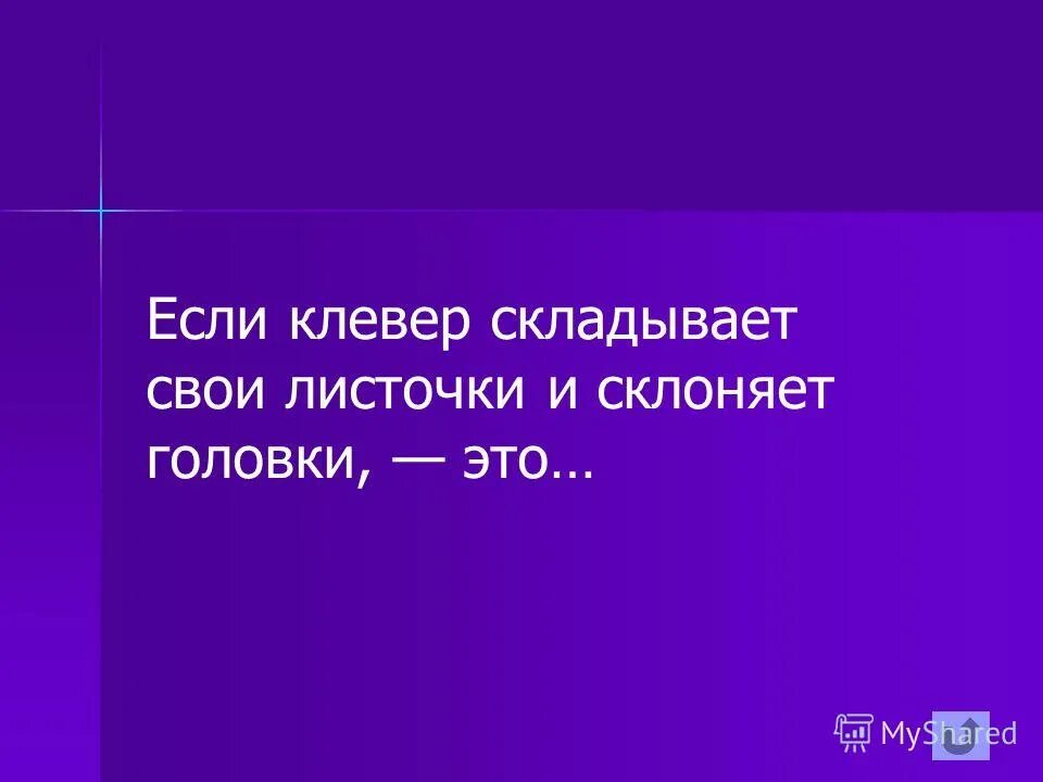 Сидерат клевер красный 1 кг. Если клевер сблизил листочки поникли. Если клевер сблизил листочки поникли. Если клевер сблизил листочки поникли. Клевер луговой сорт трио.