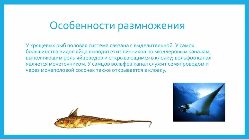 Внутреннее оплодотворение у хрящевых рыб. Размножение хрящевых рыб. Особенности размножения хрящевых рыб. Особенности размножения. Какое оплодотворение характерно для костных рыб