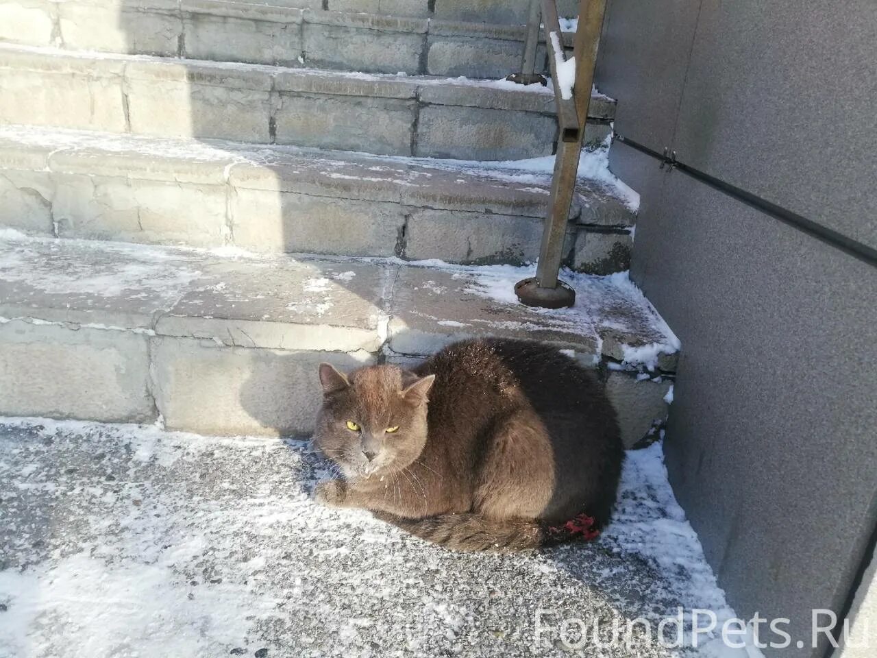 Потерянные черные коты город киров. Найден кот киров. Черный кот ищет квартиру. Найден кот киров. Найден кот киров.