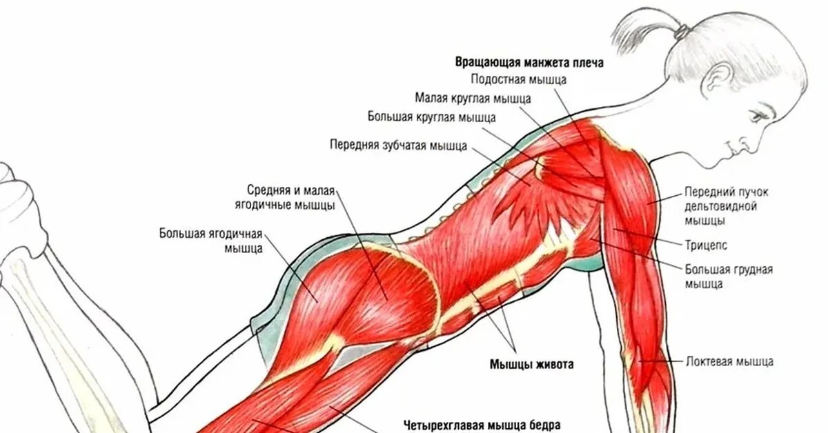 Отжимания группы мышц. Отжимания мышцы задействованы. Мышцы задействованные при отжимании от пола. Отжимания какие мышцы работают.