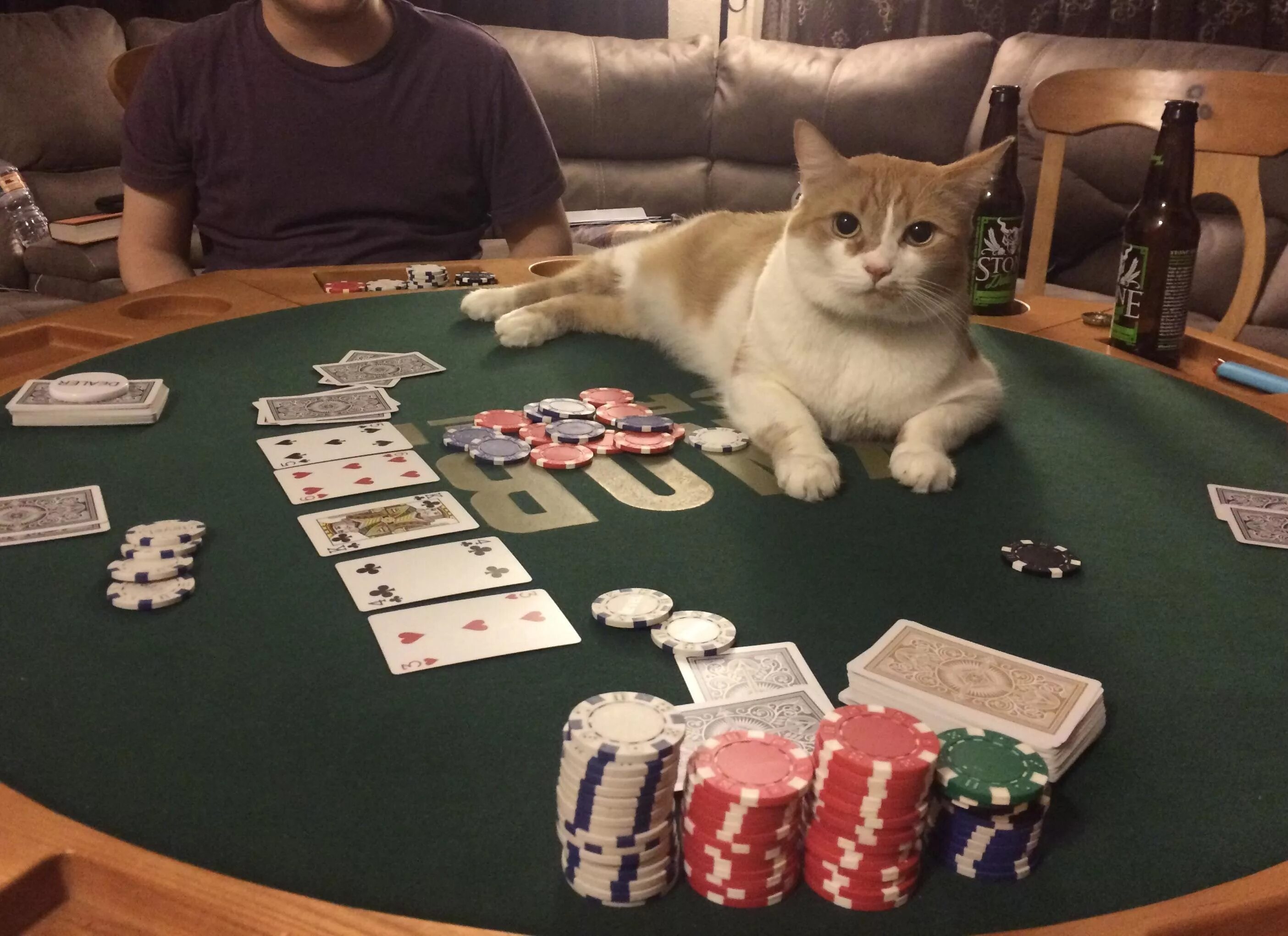 Мем коты игры