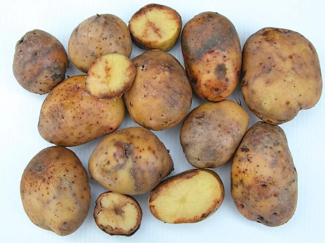 Фитофтороз картофеля. Фитофтороз клубней картофеля. Фитофтора на картошке. Фитофтора на клубнях картофеля.