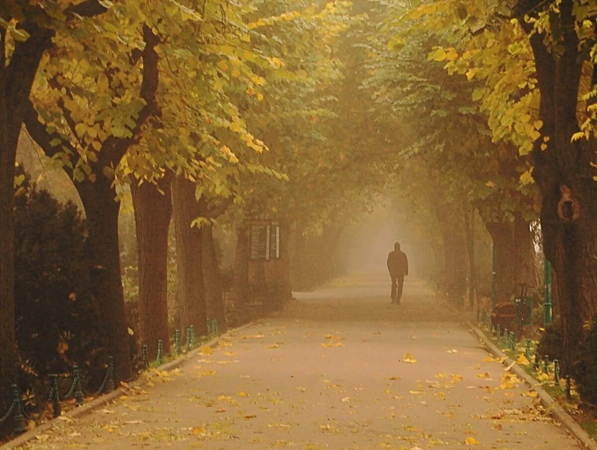 Гулять по аллее. Одинокий человек в парке. Осень одинокий человек. Осень в парке. Парень уходит в осень.
