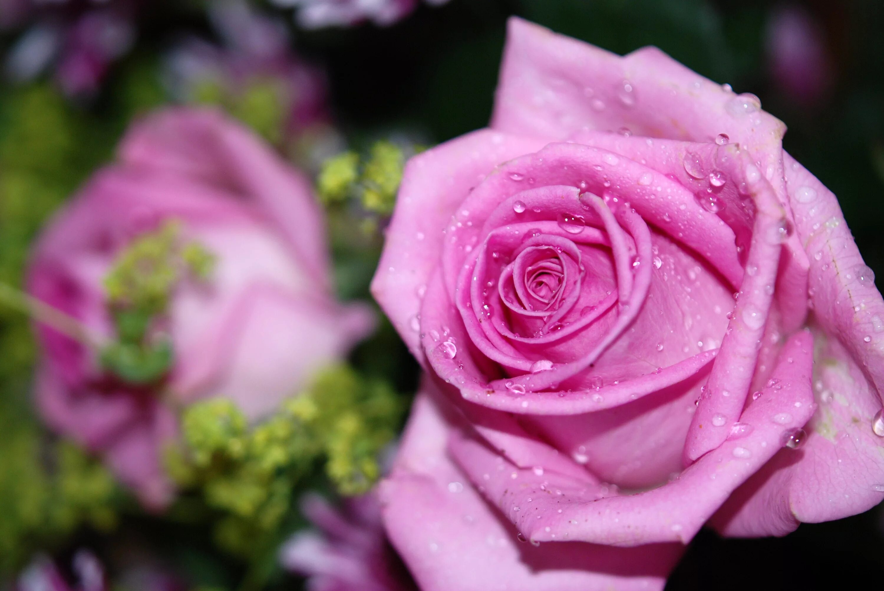 Картинки розов. Розовые розы. Красивые розовые розы. Шикарные розовые розы. Розы розовые крупные.