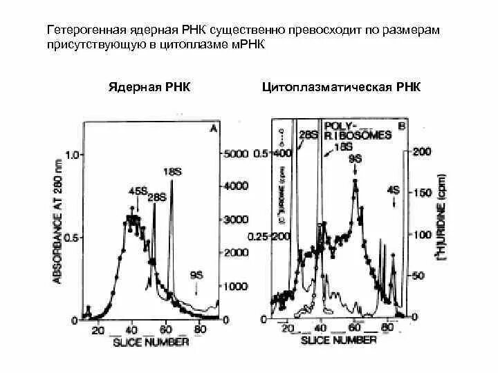 Гетерогенная ядерная РНК. Гетерогенная ядерная РНК. Строение,. Гетерогенная ядерная РНК размер. Малая ядерная РНК.