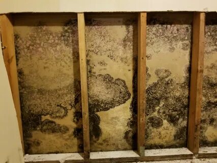 Attic mold from improper ventilation Mold remediation, Molding, Home buying tips