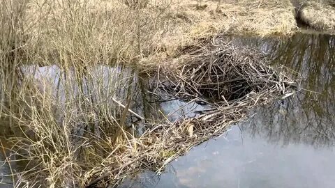 Плотина бобра видео