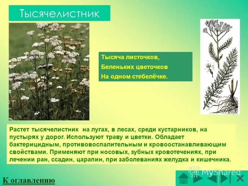 Зеленые страницы тысячелистник интересные факты. Зеленые страницы тысячелистник интересные факты. Книга зеленые страницы рассказ о растениях. Тысячелистник 2-3 интересных факта. Тысячелистник стихотворение.