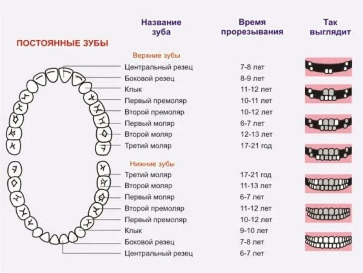 Зубы у ребенка порядок прорезывания сроки коренные. Зубы у детей схема прорезывания постоянных зубов. Схема прорезывания постоянных зубов у детей по возрасту. Сроки прорезывания коренных зубов. Вырастет ли молочный зуб