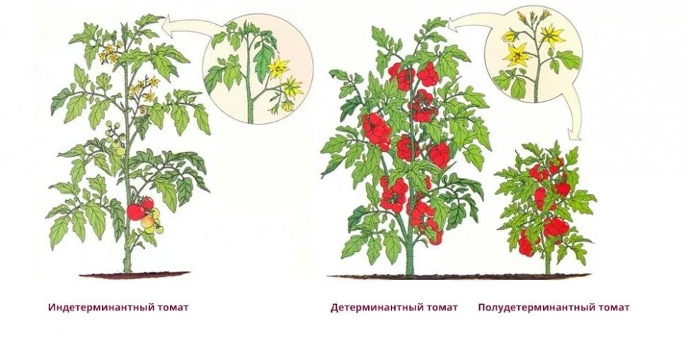 Что значит детерминантный сорт томатов. Пасынкование детерминантных помидор. пасынковать детерминантные томаты в теплице. пасынкование помидор индетерминантных. пасынкование помидор детерминантных сортов.
