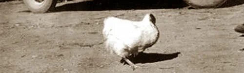 Безголовый цыпленок Майк. Петух без головы прожил 18 месяцев.