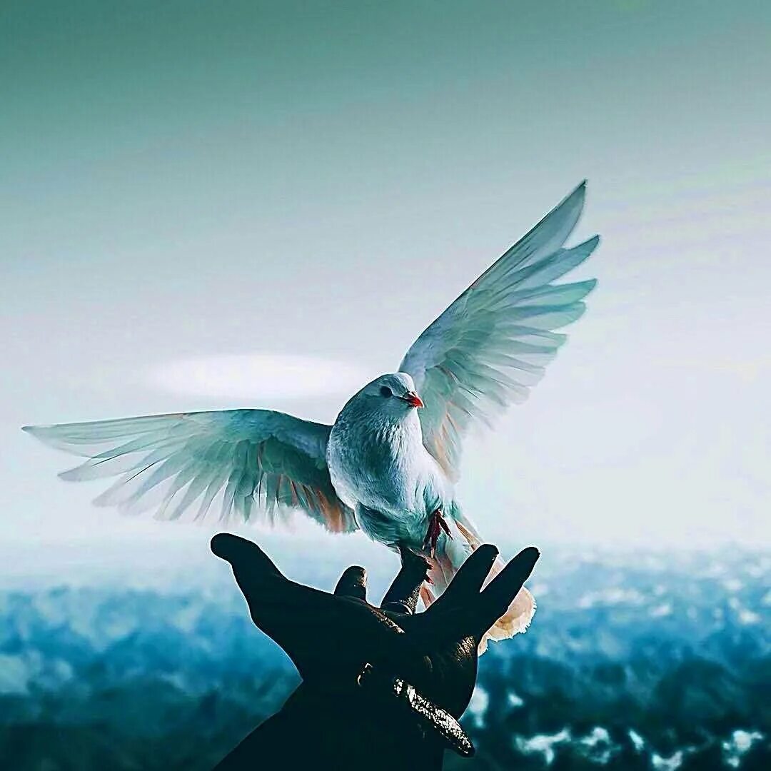 Слово ввысь. Птица свободы. Голуби улетели. Птицы улетают. Свобода птица в небе.