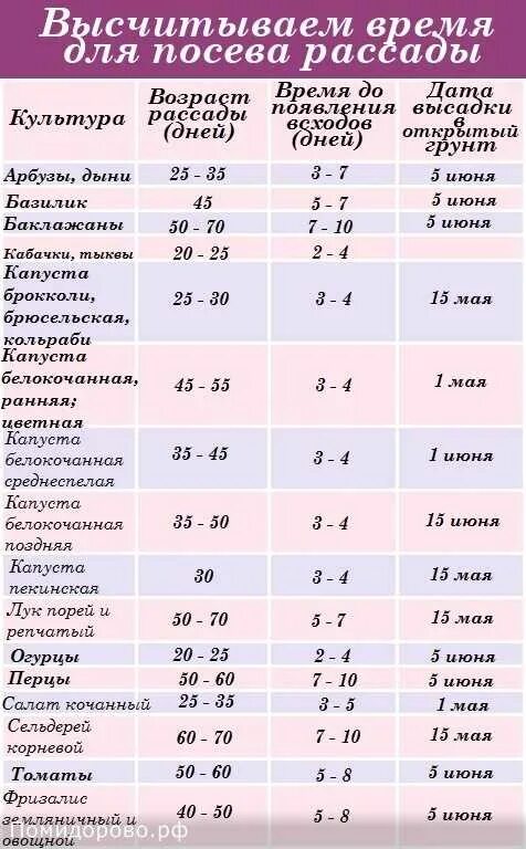 В какое время лучше высаживать. Сроки посева цветов на рассаду таблица. Таблица посева рассады в грунт. Посев семян цветов таблица. Таблица сроков посева однолетних цветов на рассаду.