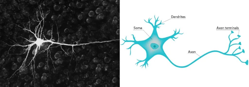 Включает несколько слоев нейронов. Реальное изображение нейрона. Макет нейрона. Нервная клетка. Макет нервной клетки.