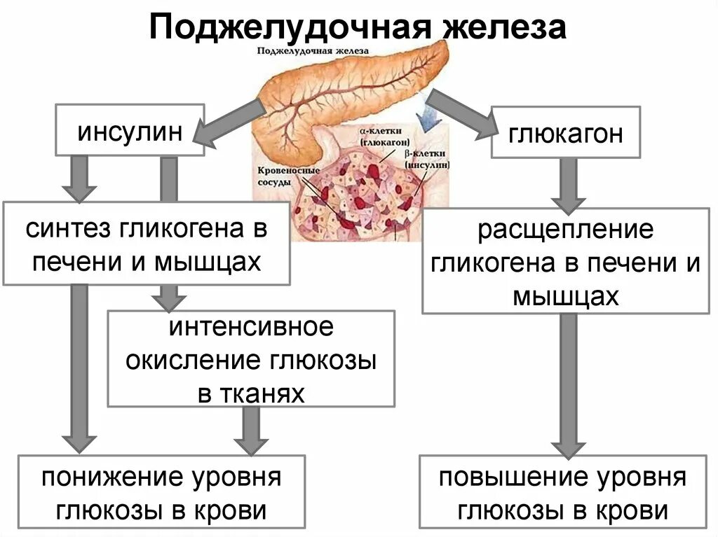 Структурные изменения поджелудочной железы. Схема поджелудочная железа инсулин. Гормоны поджелудочной железы и их роль в организме. Поджелудочная железа гормоны инсулин глюкагон и функции. Эндокринная функция поджелудочной железы гормоны.