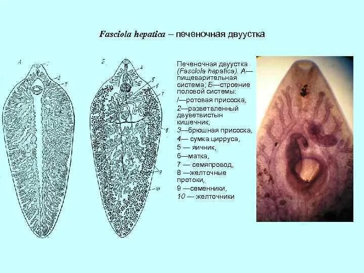 Марита фасциолы. Марита Fasciola hepatica строение. Печеночный сосальщик фасциола. Яйца печеночной двуустки строение.