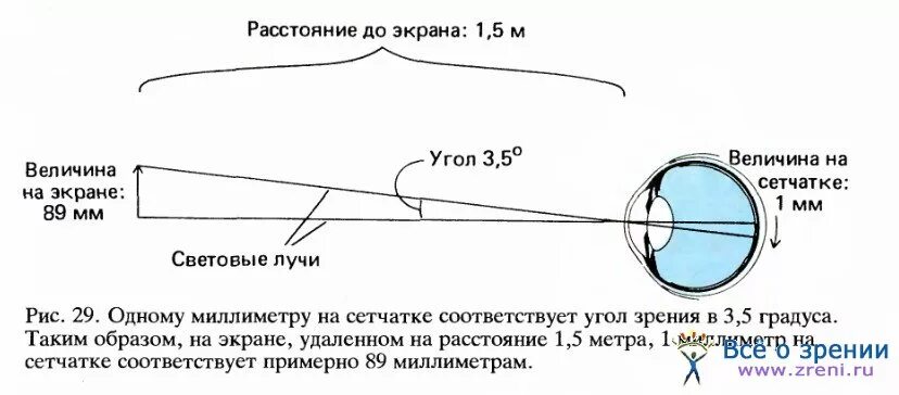 Точка лежащая зрение. Величина угла зрения. Минимальный угол зрения человека. Величина изображение на сетчатке. Ширина обзора человеческого глаза.