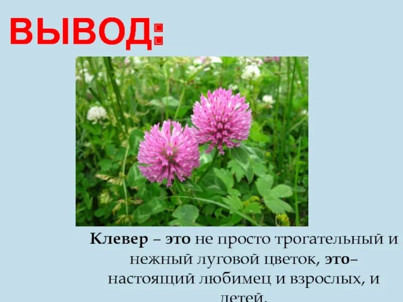 Клевер Луговой вывод. Клевер описание растения. Клевер описание кратко. Доклад про Клевер. Черты различия клевера ползучего и клевера